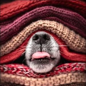 Meet your Posher, Marlene